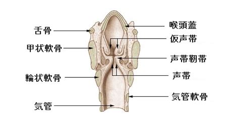 喉（のど）の仕組み 咽頭 喉頭 扁桃とは ｜ 健康生活情報