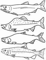 Fish Coloring Pages Salmon Kids Color Printable Drawing Template Freshwater Fishing Sockeye Drawings Starfish Clipart King Print Real Activities Ocean sketch template