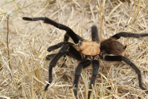 In Southwest Tarantulas Seek Out Perfect Mate Here And Now