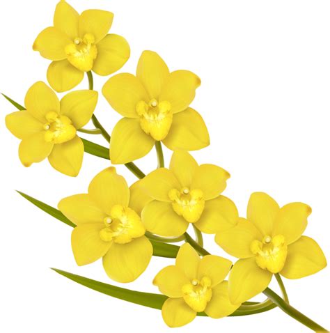 flower euclidean vector royalty  yellow  yellow flowers png