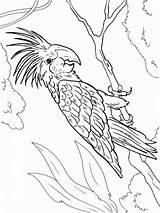 Coloring Macaw Pages Birds Color Recommended Kids Getcolorings sketch template
