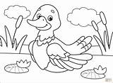 Pato Ducks Colorir sketch template