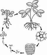 Lebenszyklus Erdbeeren Ripe Berries Growth sketch template