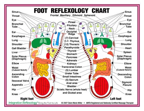 Astounding Printable Reflexology Foot Chart Roy Blog