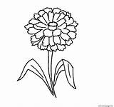 Zinnia Flower Coloring Pages Printable Easy Print Designlooter 8kb 1416 sketch template