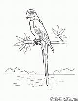 Guacamayos Macaw Dibujo Araras Macaws Aves Aras Colorir Malvorlagen Desenhos Colorkid Uccelli Fliegen Oiseaux Coloringbay Coloriages Ary sketch template