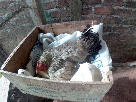 merawat anak ayam   menetas  tidak mati info terkini