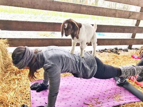 goat yoga is a thing in oregon and you re going to love