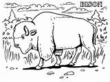 Buffalo Coloring Pages Kids African Printable Color Clipart Getcolorings Clip sketch template