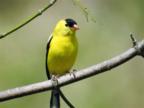 american goldfinch renegade expressions