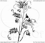 Lentil Vintage Plant Illustration Royalty Vector Clipart Prawny Background sketch template