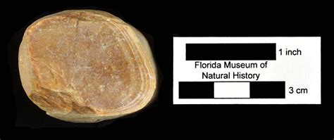 metaxytherium floridanum florida vertebrate fossils
