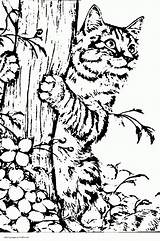 Kittens Justcolor Wallpaperartdesignhd Bengal sketch template