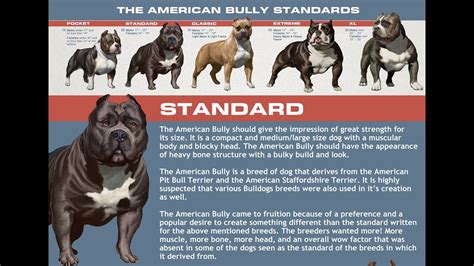 american bully standard lsanpiero
