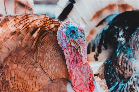 thanksgiving special turkeys  wildlife