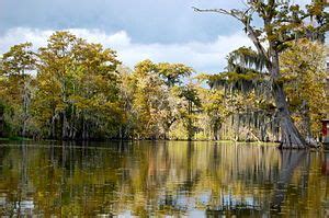 bayou wikipedia   encyclopedia louisiana bayou bayou wetland
