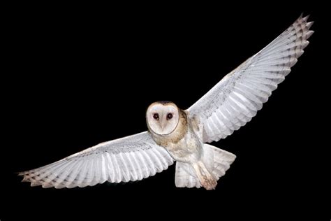australian barn owls  flight  owl pages