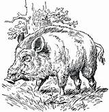 Boar Wild Coloring Hog Clipart Drawing Pages Case Etc Gif Chased Jack Scene Stripes Bad Getdrawings Cliparts Usf Edu Getcolorings sketch template
