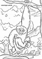 Gibbon Malvorlage Affen Malvorlagen Kostenlose Ausmalbilder Angebot Anklicken Bildes Setzt öffnet Unser Kinder sketch template