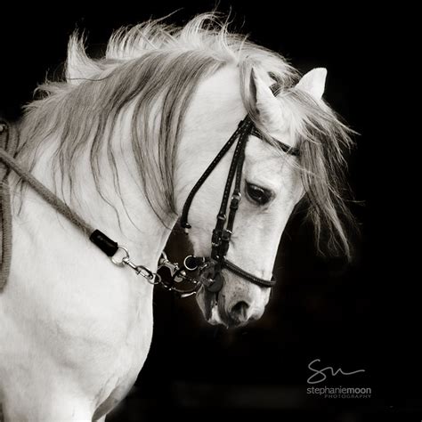 horse photography black  white horse photography fine art etsy uk