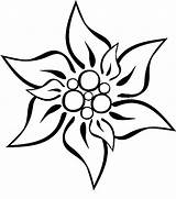 Edelweiss Flower Coloring Drawing Google Search Fleur Getdrawings Pages Dessin Tattoo Savoir Plus Fleurs sketch template