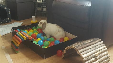 ball pit for digging enrichment sprinkle a few treats in and watch