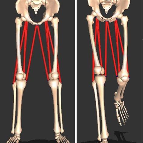 Three Dimensional Modeled Psoas Lengths Were Obtained