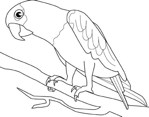 cute bird coloring pages  printable pictures coloring pages  kids