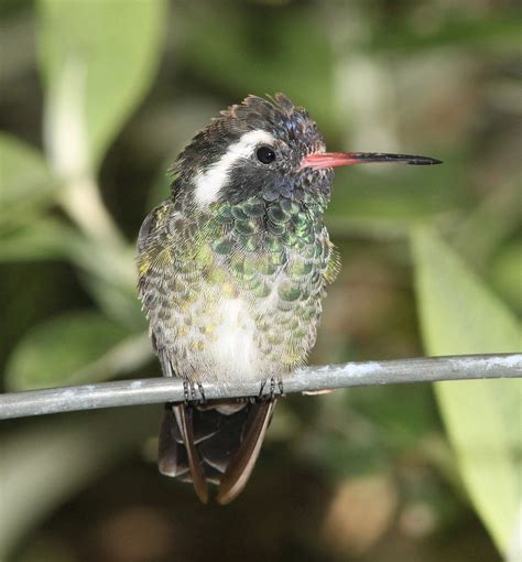 white eared hummingbird identification coloration breeding areas