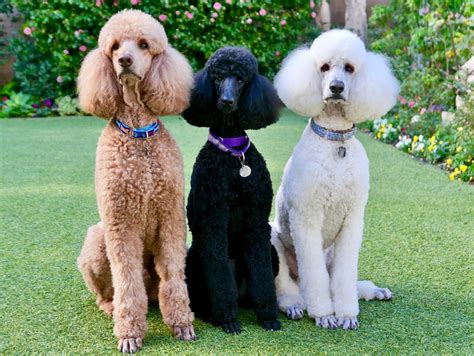 standard poodle breed guide standard poodle insurance healthy paws