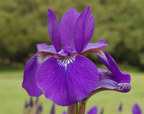 flower picture iris flower picture