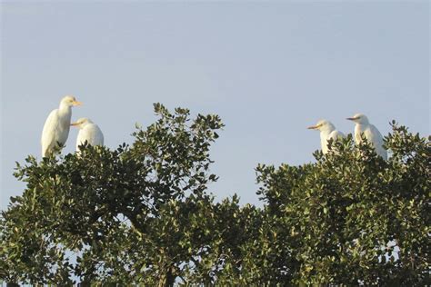 Cattle Egret Bubulcus Ibis