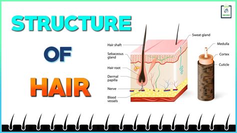 structure  hair youtube