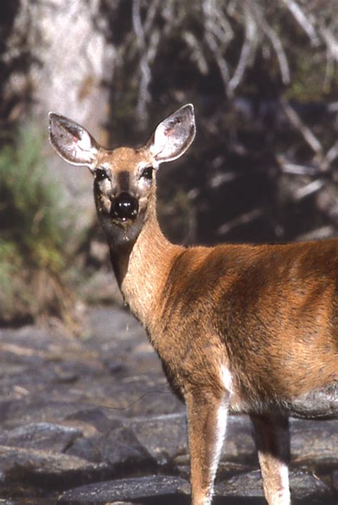 Identifying White Tailed Deer Ne Hunter ™