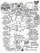 Coloring Pages Anatomy Kids Popular Digestive System sketch template