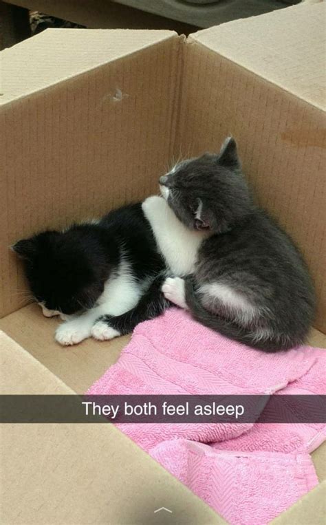 Two Kittens Cuddle Together In A Cardboard Box With The Caption They