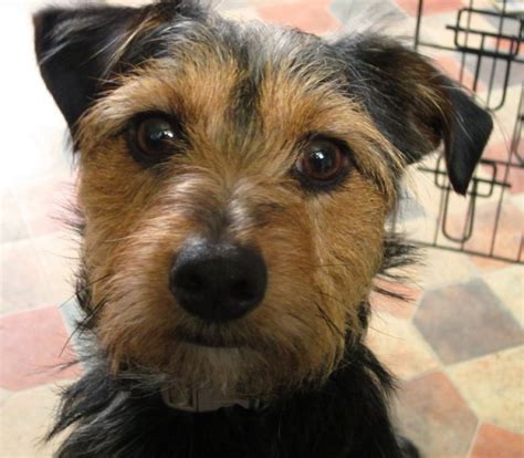 Adult Jack Mix Russell Yorkie Sex Photo