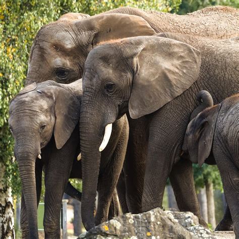 olifanten updates olifantenvallei  safaripark beekse bergen