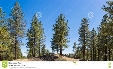 pine trees stock photo image  conservation