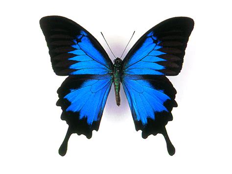 blue swallowtail butterfly facts full naked bodies
