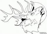 Elk Coloring Pages Head Drawing Deer Printable Moose Print Line Bull Easy Buck Clip Tailed Adult Drawings Clipart Template Face sketch template