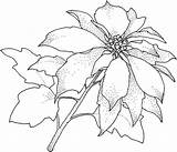 Poinsettia Line Drawing Coloring Drawings Paintingvalley sketch template