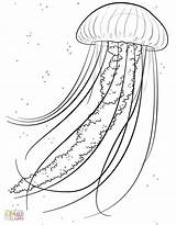 Medusa Jellyfish Meduse Disegnidacolorare Ius sketch template