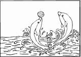 Dolphin Coloring Pages Printable Kids sketch template