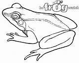 Frog Coloring Tree Clipartpanda Pages Western Toad Clipart Advertisement Cycle Life Wood Pacific sketch template