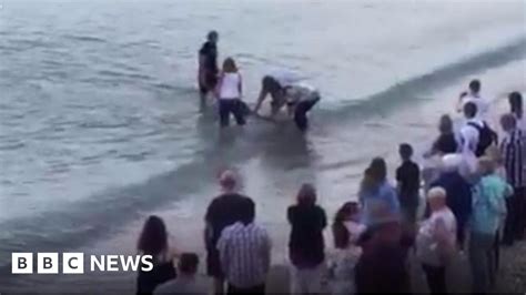 passers by rescue dolphin on weymouth beach bbc news
