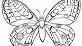 Coloring Pages Butterfly Realistic Getdrawings Printable Getcolorings sketch template