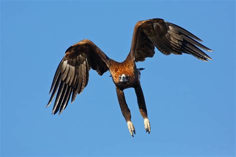 australian eagle takes   drone   split  popular science