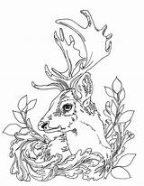 Dear Malvorlagen Colouring Stag Hirsch Waldtiere Venados Reh Tiere Hunting Zeichnen Venado sketch template