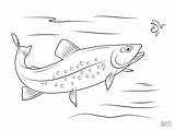 Coloring Trout Pages Brook Printable Zoey Trouts Fish Supercoloring Book Coloringbay Sheets Speckled Visit Library Clipart Sketches Choose Board Template sketch template